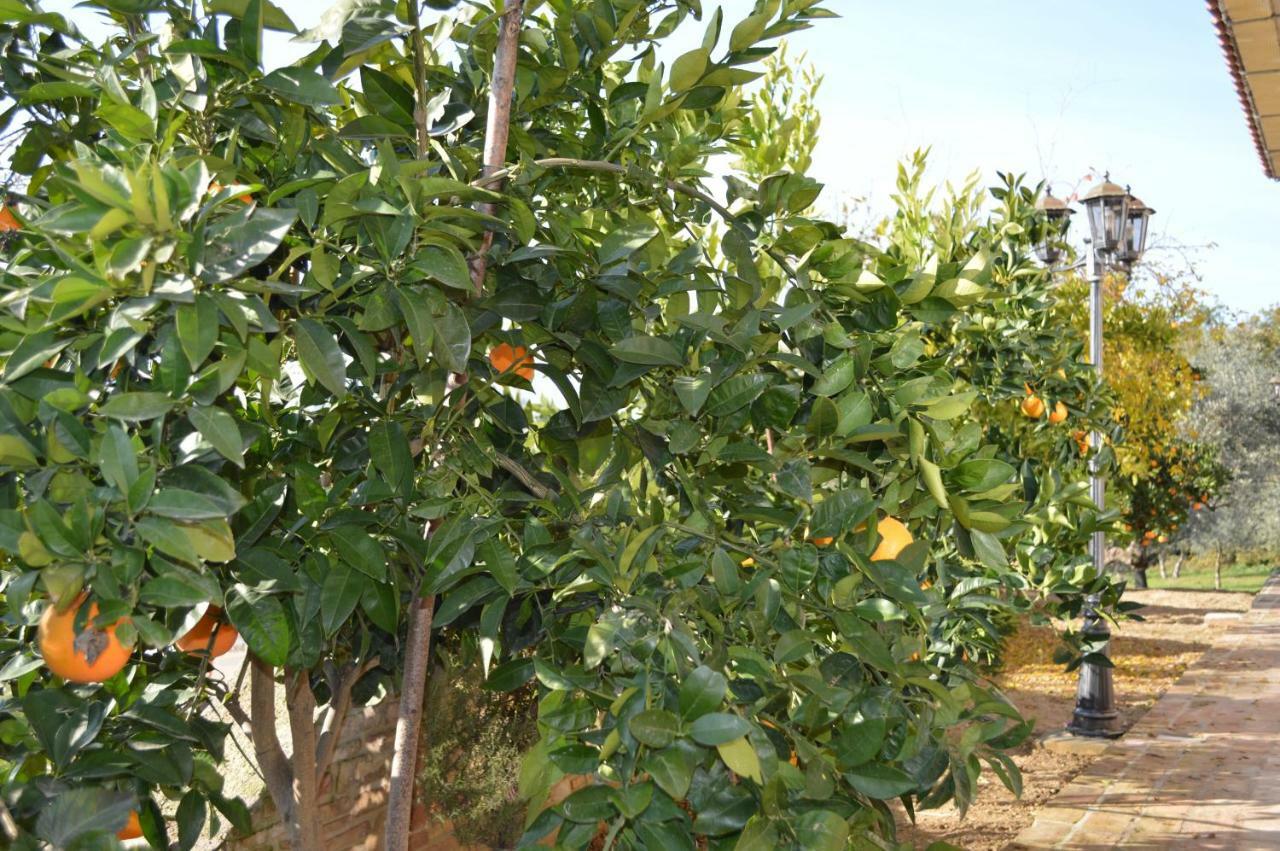 Bed and Breakfast Casale Del Sole Cepagatti Exterior foto
